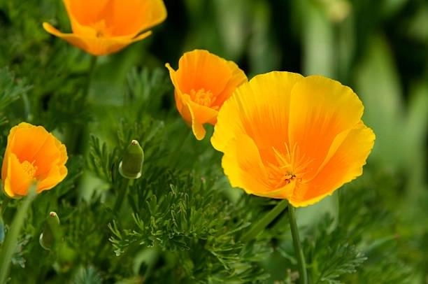 Ingredient #5 California Poppy