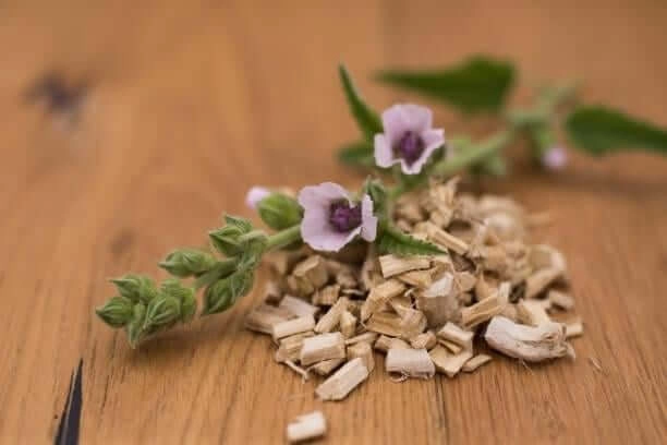 Ingredient #3 Marshmallow Root-
